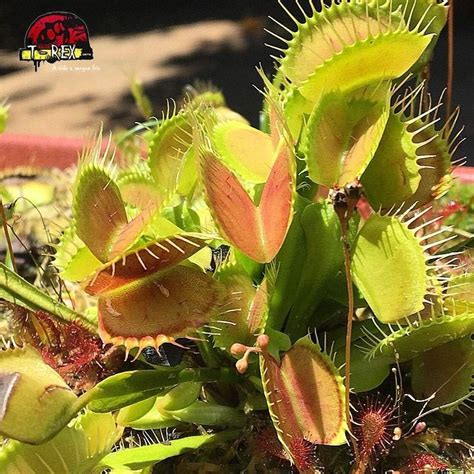 Muda de Planta Carnívora Dionaea Muscipula Típica Características