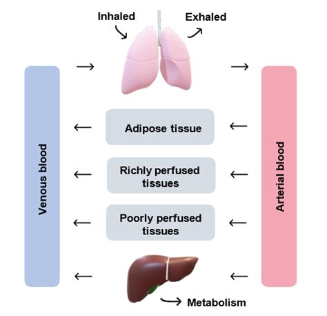 Introduction To Physiologically Based Pharmacokinetic Pbpk Modelling