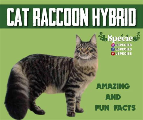 Cat Raccoon Hybrid |Description, Diet, Habitat, Cubs & Facts