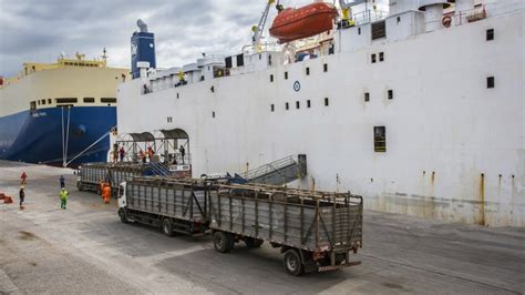 Exportação de gado vivo avança e mira novos mercados Portal do Estado