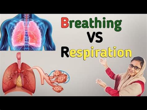 Difference Between Breathing And Respiration Breathing And