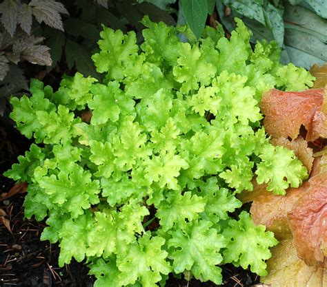 Heuchera Lime Marmalade Primrose Cottage Nursery