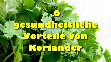 Gesundheitliche Vorteile Von Koriander Warum Koriander Gesund Ist