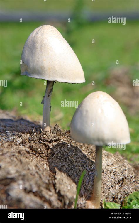 Mushrooms Growing On Cow Dung Stock Photo Alamy