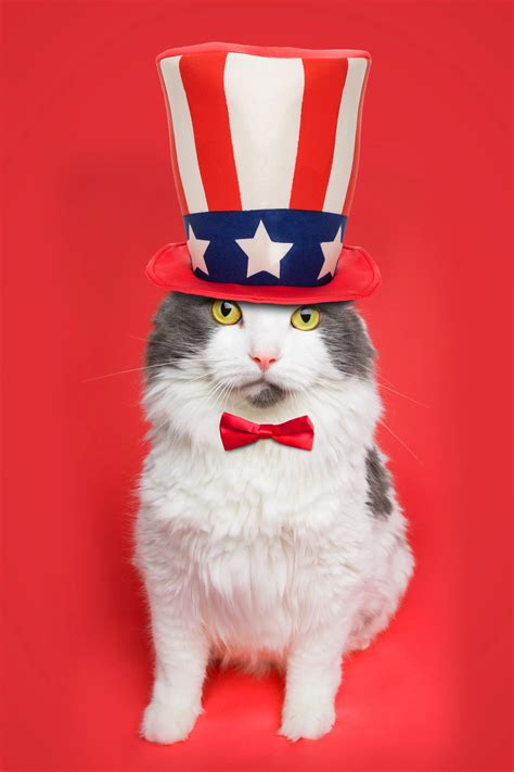 25 Patriotic Cats Celebrating The 4th Of July PICTURES CatTime