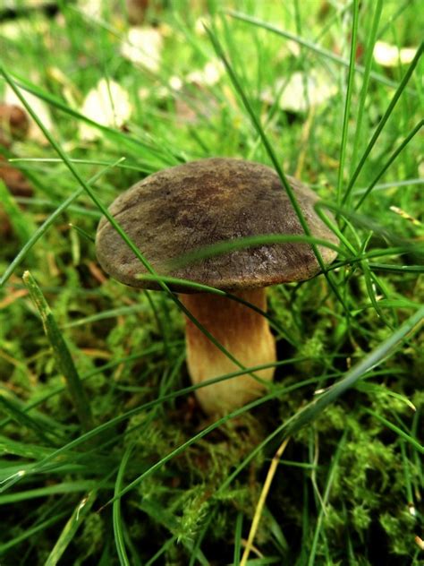 Podgrzybek zajączek Boletus subtomentosus Grzyb dnia NaGrzyby pl