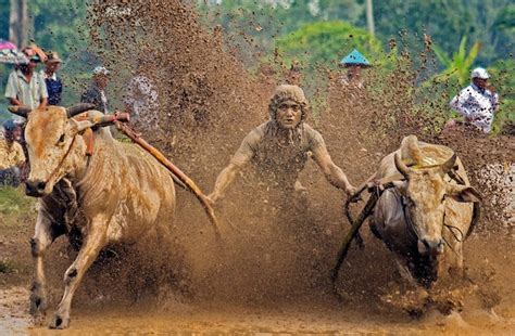 Festival Pacu Jawi Carrera Tradicional De Toros En Tanah Datar