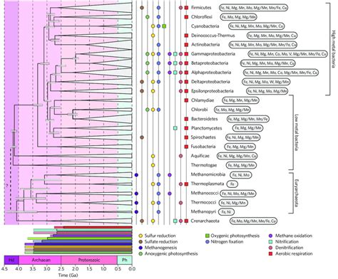 Phylogenetic Tree Of The Main Lineages Of Bacteria And Archaea And