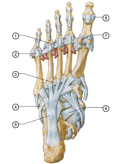 Ligaments And Tendons Of Foot Plantar View Diagram Quizlet