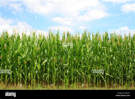 Corn Green Field Stock Photo Alamy