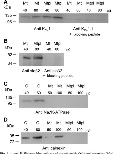 Figure From Call For Papers Mitochondria In Cardiovascular Physiology