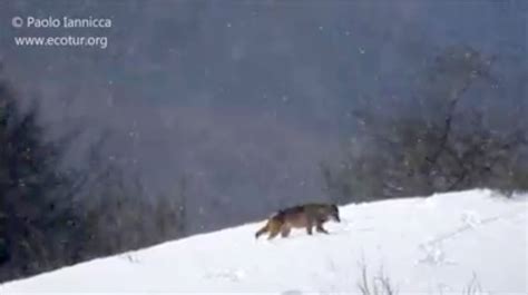 Avvistati Due Branchi Di Lupi Tra La Neve Nel Parco Spettacolare Video