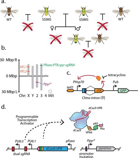 Genetically Engineered Insects With Sex Selection And Genetic