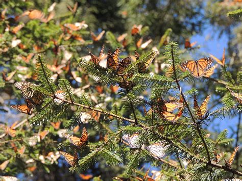 25 Years Of Global Releaf American Forests