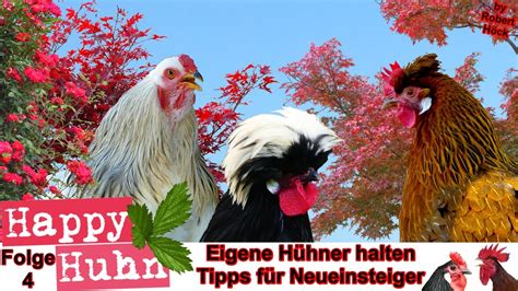 E4 Eigene Hühner Halten 10 Tipps Für Neueinsteiger Bei Happy Huhn