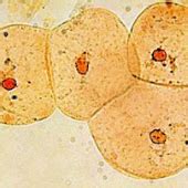 Print Matching Pairs Tipos De C Lulas Biolog A