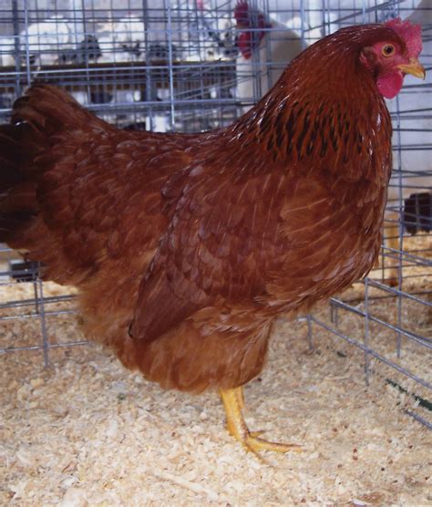 Guide To Chicken Breeds Blains Farm And Fleet Blog