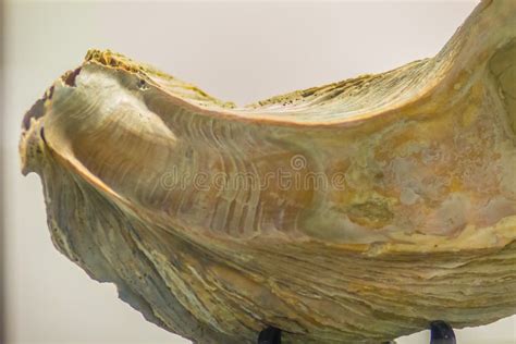 Giant Pacific Oyster Crassostrea Gigas Fossil For Education C Stock