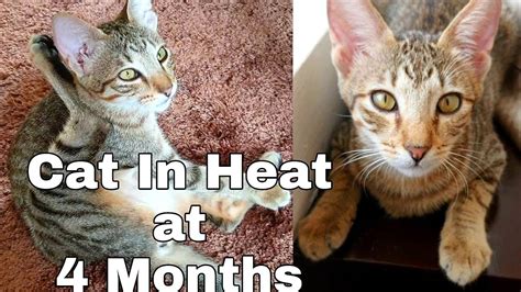 4 Month Old Female Kitten In Heat Signs And Symptomscatslifeph Youtube