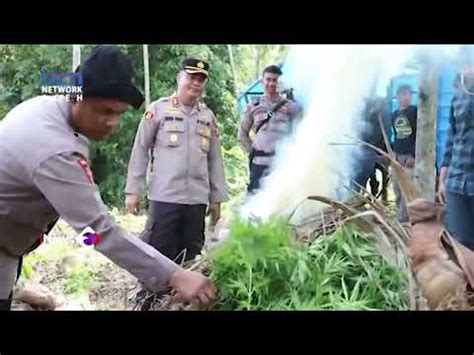 Ribu Batang Ganja Di Aceh Utara Dimusnahkan Satu Tersangka Turut