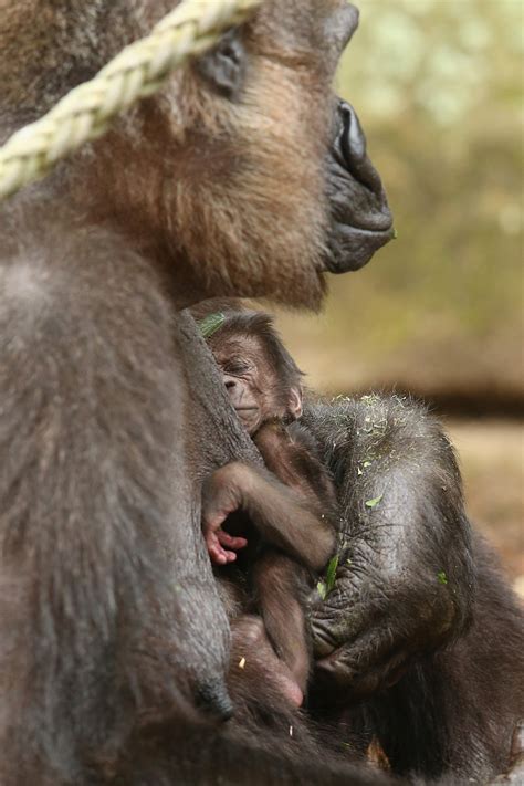 This Newborn Baby Gorilla Will Make You Miss Your Mommy