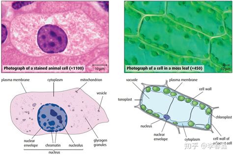 Topic 1 2 Ultrastructure of Cells 细胞显微结构 知乎