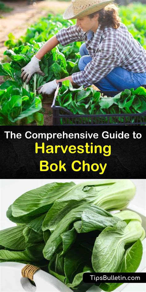 Harvesting Bok Choy - How and When to Pick Bok Choy