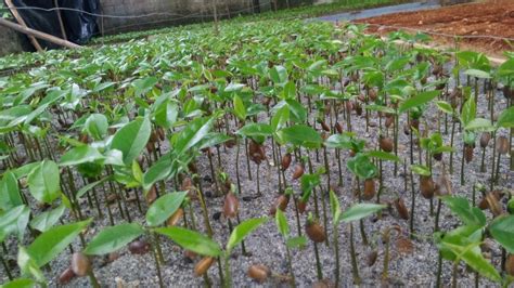 Manual Del Cultivo De La Guan Bana Frutimundo Un Mundo De Frutas