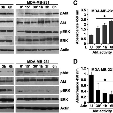 Evidence Of Adiponectin Mediated Inhibition Of Leptin Signaling In