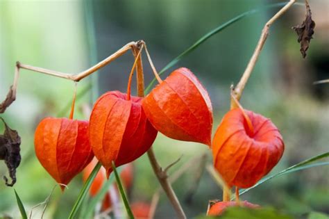 Physalis Alkekengi Chinese Lantern Plant Care Horticulture