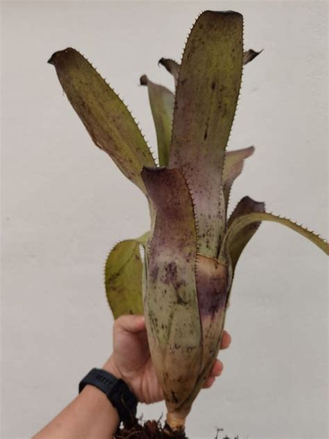 Bromeliad Aechmea Jack Lazada