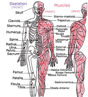 Explore Your Muscles With This Diagram