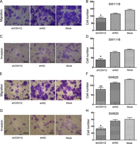 Transwell Cell Migration And Invasion Assay A Represe Open I