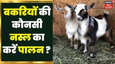 Goat Farming जानिए किसान बकरियों की कौनसी नस्ल का पालन करें और किस