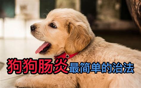 “狗狗肠炎的症状”是什么（狗狗肠炎的症状） 学堂在线健康网