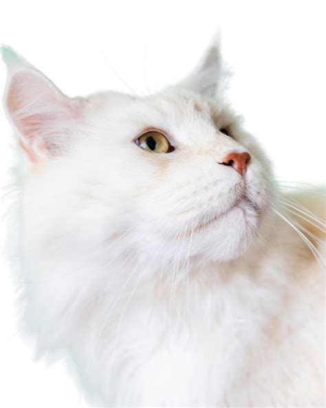 Premium PSD Beautiful Cat Portrait Isolated