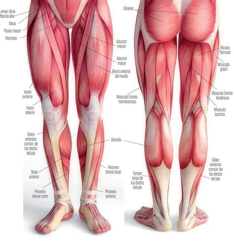 Musculos Pierna Psiquismo