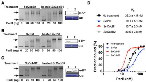 Deacetylation Enhances The Dna Binding Affinity Of Parb In Vitro A