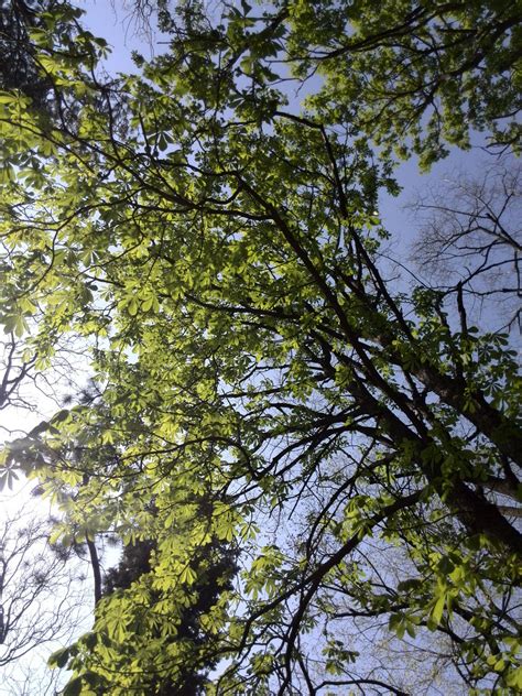 Banco de imagens árvore floresta ramo plantar luz solar folha