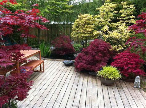 Small Japanese Maple Garden Ideas Fashionable Design | ids-deutschland.de