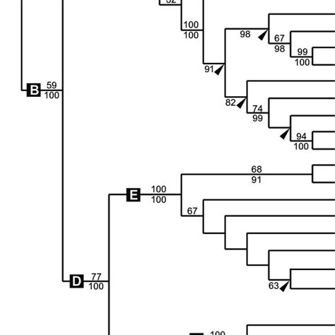 One Of The 36 Most Parsimonious Trees Of The Maximum Parsimony Analysis Download Scientific