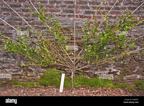 Gooseberry bush (Leveller) fan trained against old brick wall Stock ...