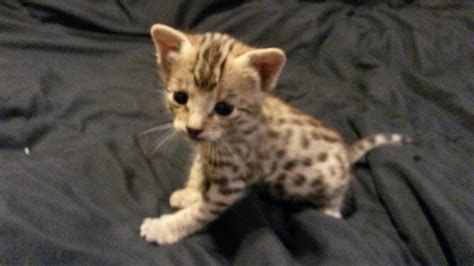 Savannah Cat Breeders - Savannah Cats, Bengal Cats For Sale