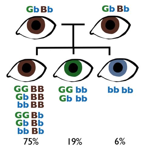 Eye Color Genetics