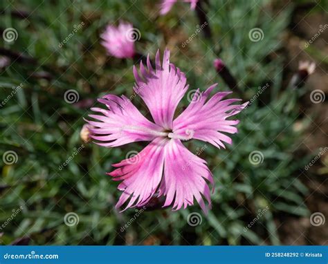 Common Pink Or Wild Pink Dianthus Plumarius Flowering With Symmetric