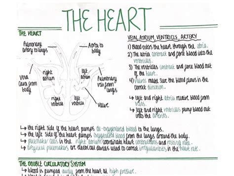 The Heart (Organisation) Revision Poster [AQA GCSE Biology Double and ...