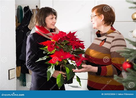 Adult Daughter With Poinsettia Visiting Mother Stock Photo Image Of