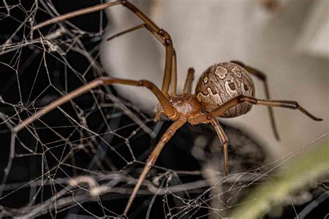 12 Most Venomous Spiders In The World Wildlife Explained