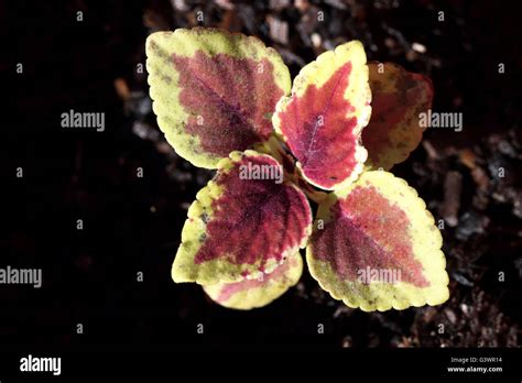 Close Up Of Coleus Defiance Or Known As Plectranthus