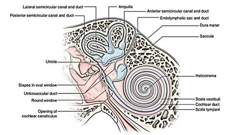 Easy Notes On 【internal Ear】learn In Just 4 Minutes